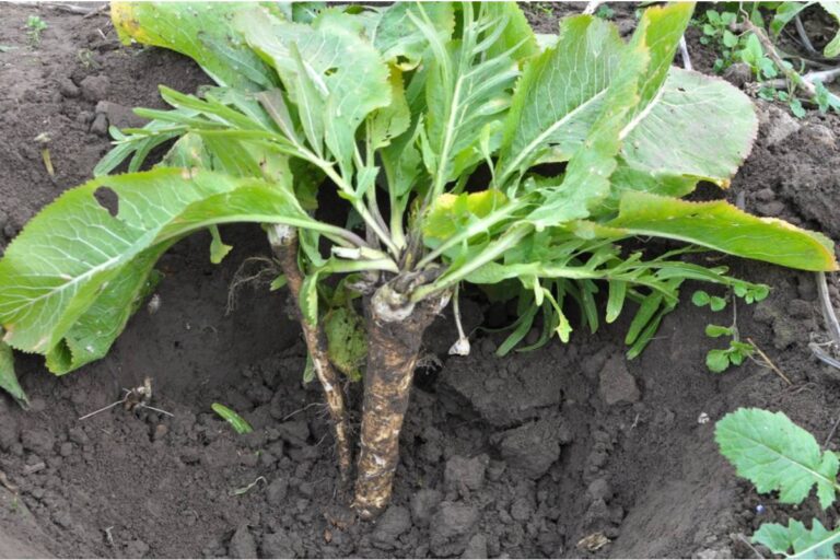 Some Home Gardeners Are Growing Their Own Horseradish in Buried Containers to Stop It From Taking Over the Yard, And the Trick Is Catching On
