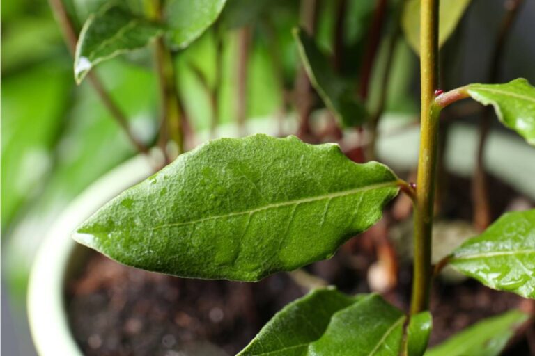 Some Home Gardeners Are Growing Their Own Bay Leaves From a Single Potted Tree That Lasts for Decades, And Most People Never Realize How Easy It Is