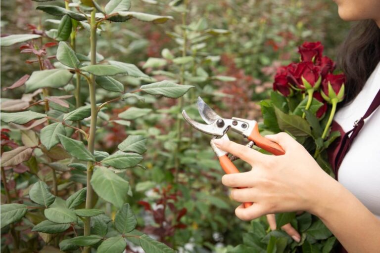 Gardener Says She Caught a Neighbor Quietly Replacing Her Prize-Winning Rose Bush With a Cheaper Variety After It Mysteriously "Died"