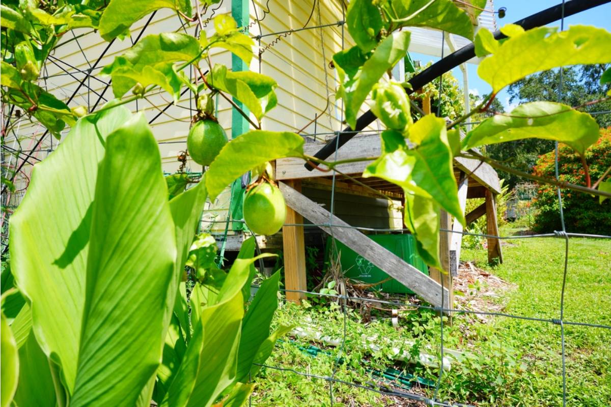 Some Home Gardeners Are Growing Their Own Passionfruit Vines on Patio Trellises in Cooler Climates, And the Results Are Beating Expectations