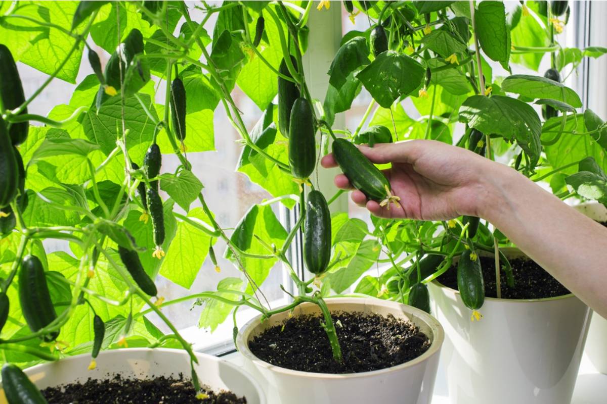 cucumbers growing in home garden