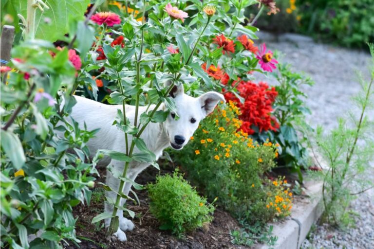 Gardener Says a Neighbor's Visiting Relatives Let Their Dog Dig Through Her Flower Beds for an Entire Weekend Without Apologizing