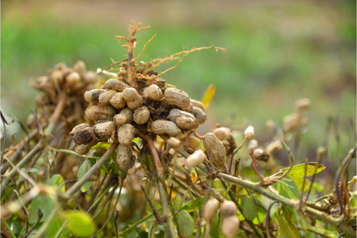Some Backyard Gardeners Are Growing Their Own Peanuts in Sandy Soil Even in Cooler Climates, And the Yield Is Surprising First-Time Growers