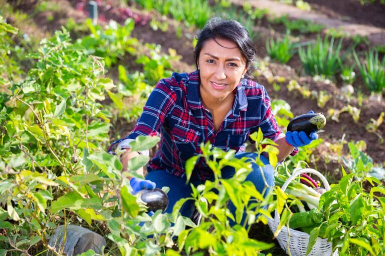 woman harvesting vegetable in home garden