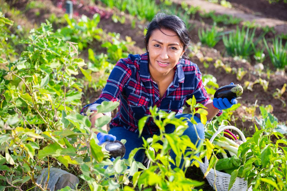 woman harvesting vegetable in home garden