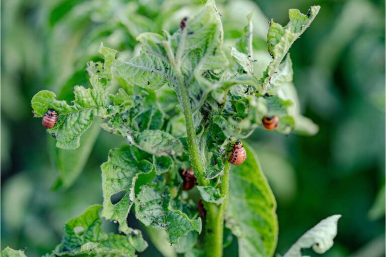 Gardener Says Her Neighbor Watched Her Struggle With Pests All Season Without Mentioning He Knew the Solution the Whole Time