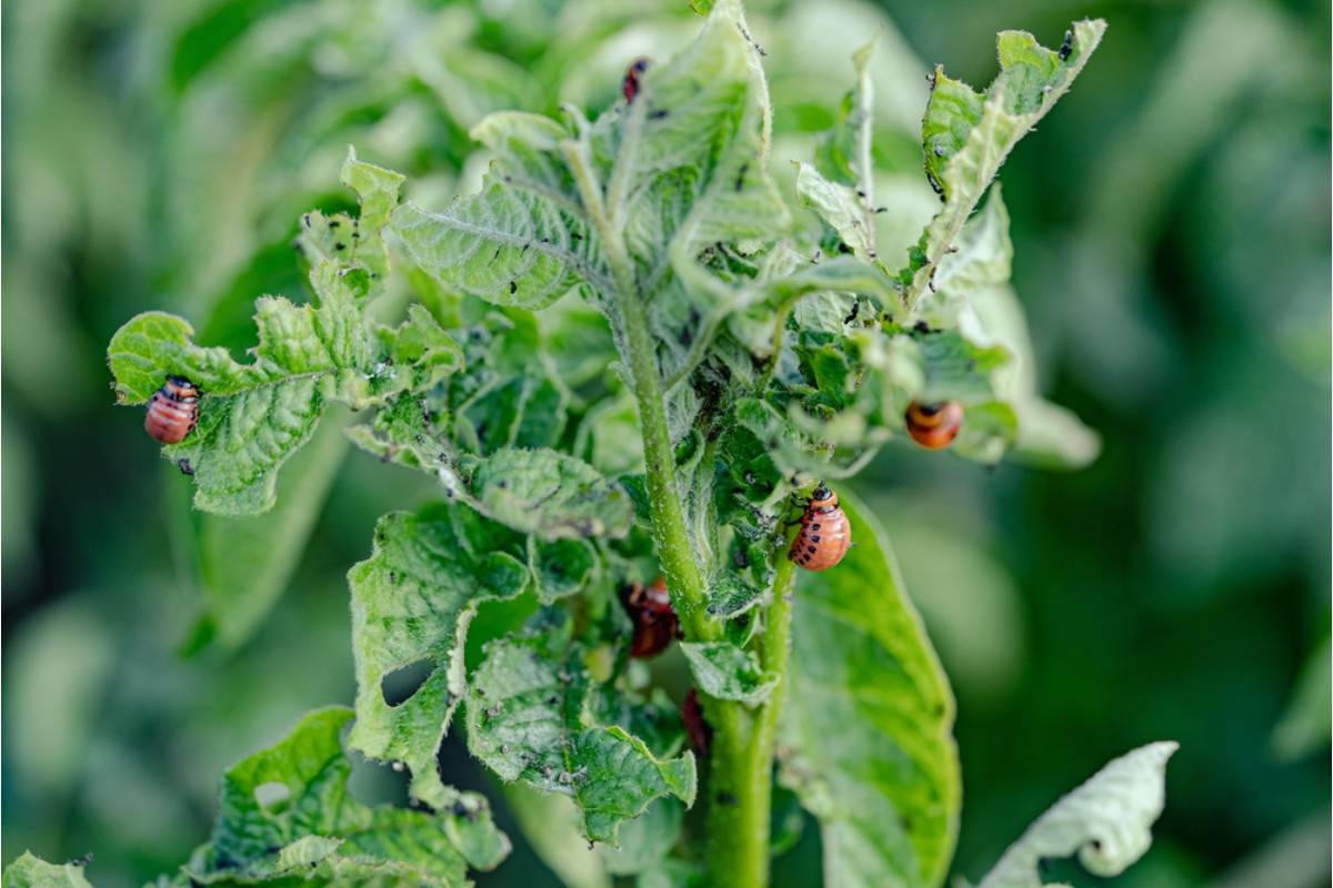 Gardener Says Her Neighbor Watched Her Struggle With Pests All Season Without Mentioning He Knew the Solution the Whole Time