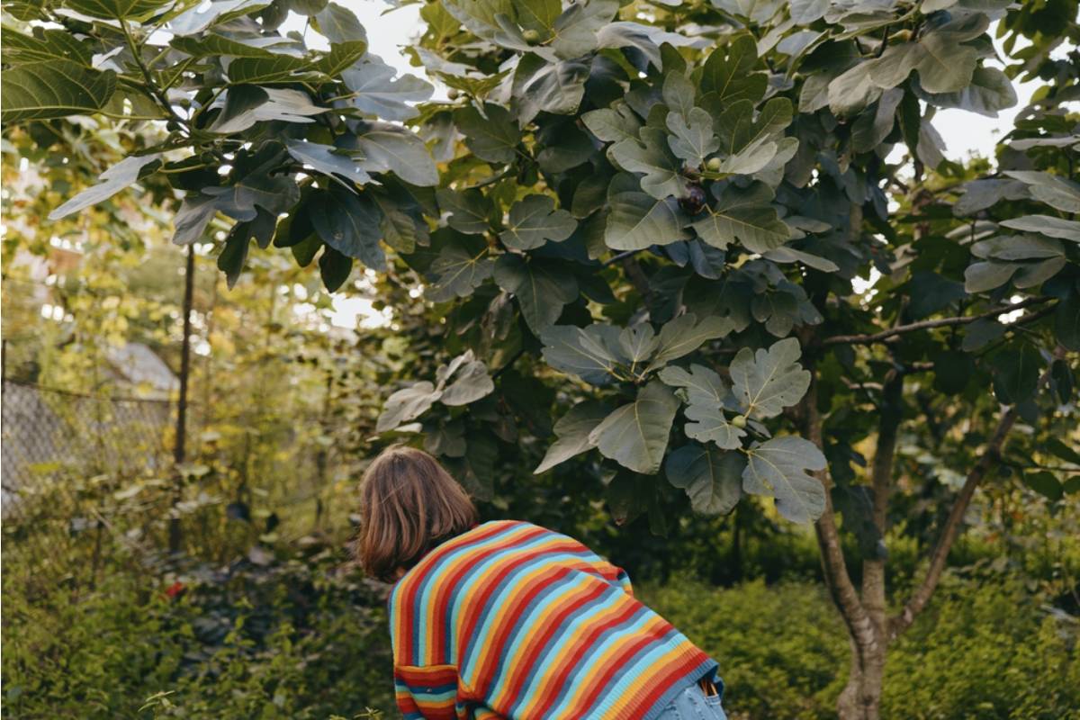 Gardener Says She Built a Stunning Shade Garden Under a Tree Everyone Told Her Was Too Dark to Grow Anything Under