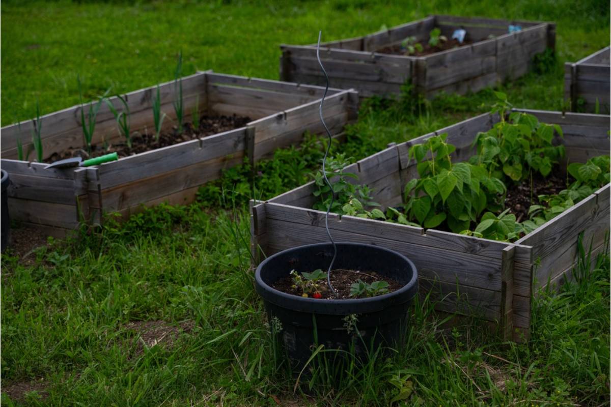 Gardener Says She Caught Her Neighbor's Landscaper Dumping Excess Mulch Into Her Raised Beds to Avoid a Disposal Fee, Now Her Soil Balance Is Completely Off