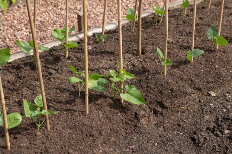 Gardener Says She Has Been Growing the Same Heirloom Bean Variety Her Great Grandmother Brought From Another Country