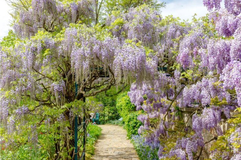 Gardener Says She Spent Five Years Growing a Wisteria Over a Custom Pergola, Then Her Husband Hired a Tree Surgeon to Cut It Back While She Was Visiting Family