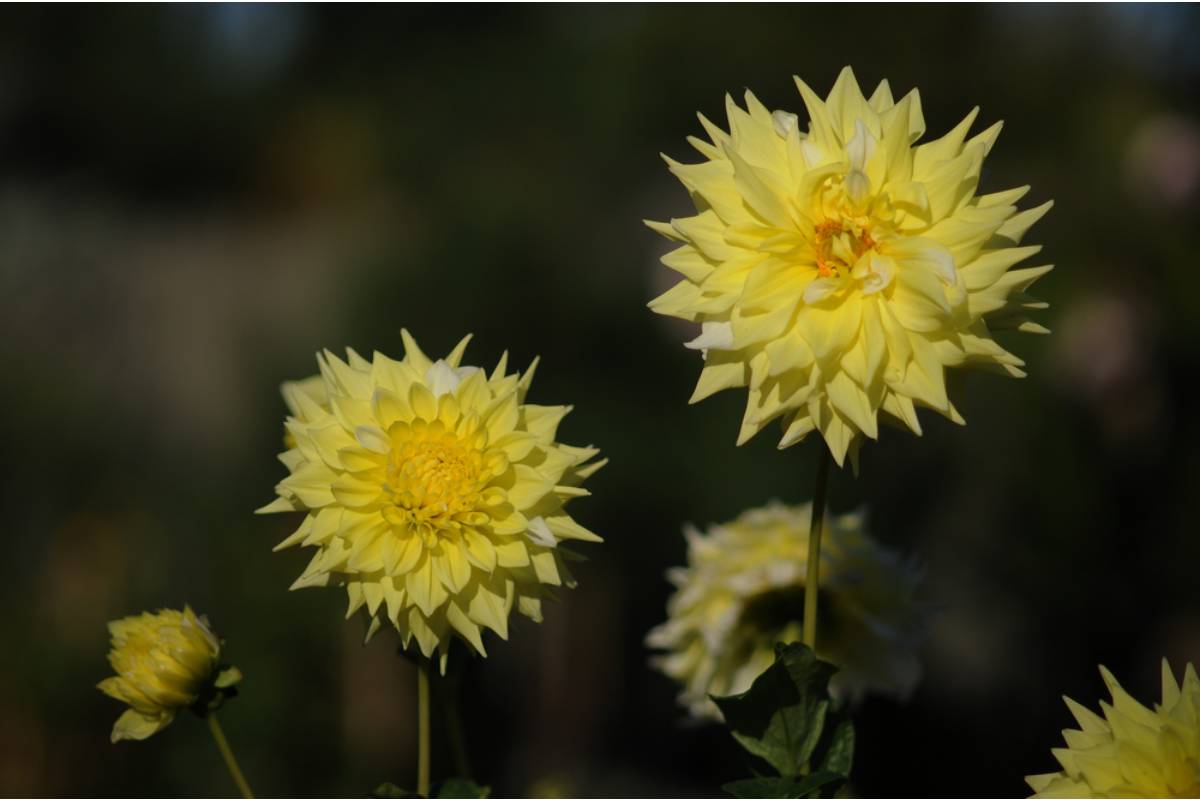 Gardener Says She Spent Three Seasons Breeding Her Own Dahlia Color Variation, Then a Neighbor Dug Up a Tuber From the Bed While She Was Away and Entered It in a Show