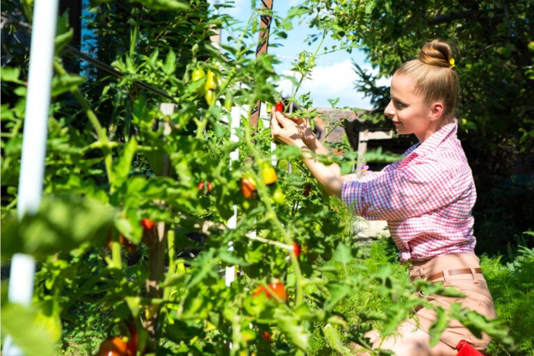 Gardener Says She Spent Three Seasons Crossing Two Tomato Varieties to Create Her Own Hybrid, Then a Neighbor Took Seeds From the Fruit Without Asking and Is Now Selling Them Online