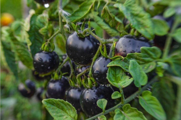 Gardener Says She Spent Three Seasons Growing a Rare Black Tomato Variety From Imported Seeds, Then Her Neighbor's Kid Picked Every Single One the Day Before She Planned to Save Them