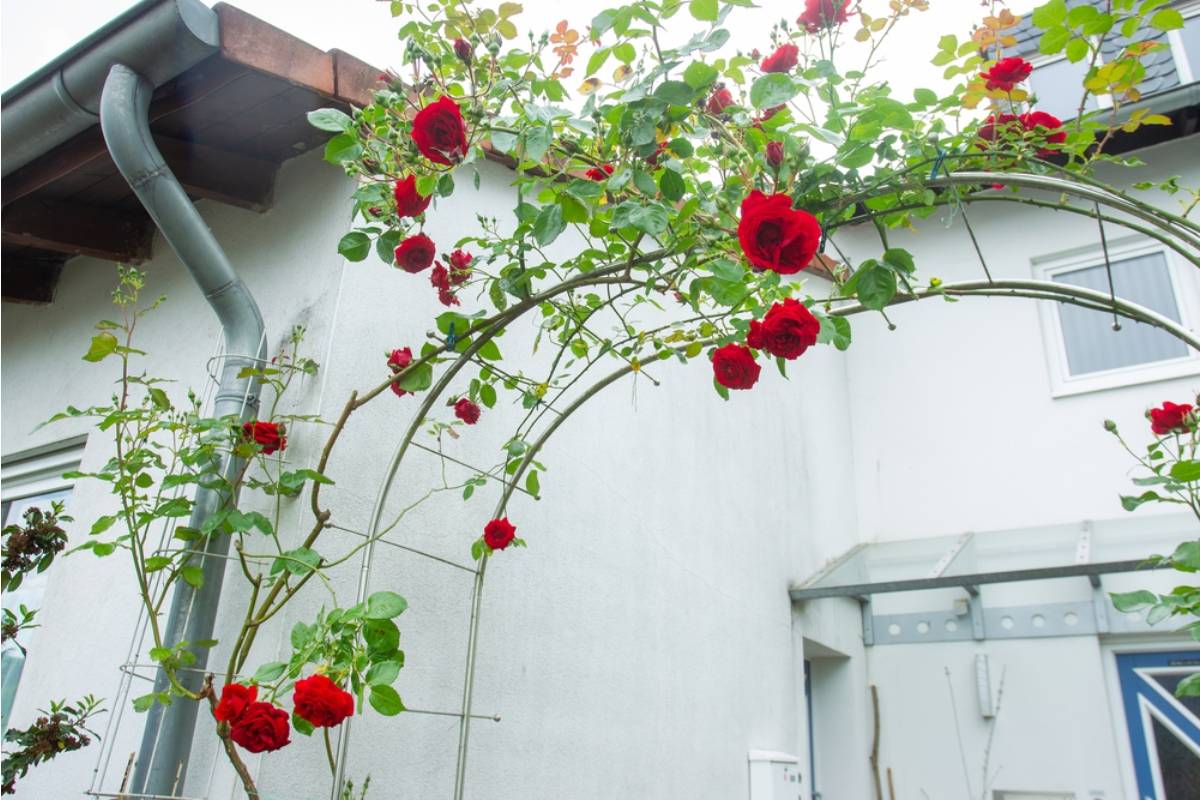 Gardener Says She Spent Two Years Growing a Climbing Rose Up a Custom Archway, Then Her Husband Pressure Washed It Off the Trellis While Cleaning the Patio, He Said He Thought It Was Dead