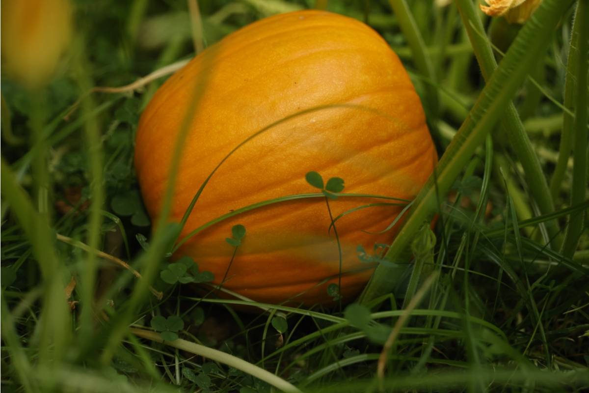 Gardener Says She Spent an Entire Season Growing Specialty Pumpkins for Her Grandchildren, Then a Neighbor Took Them All the Night Before Halloween Saying He Assumed They Were Decoration Donations
