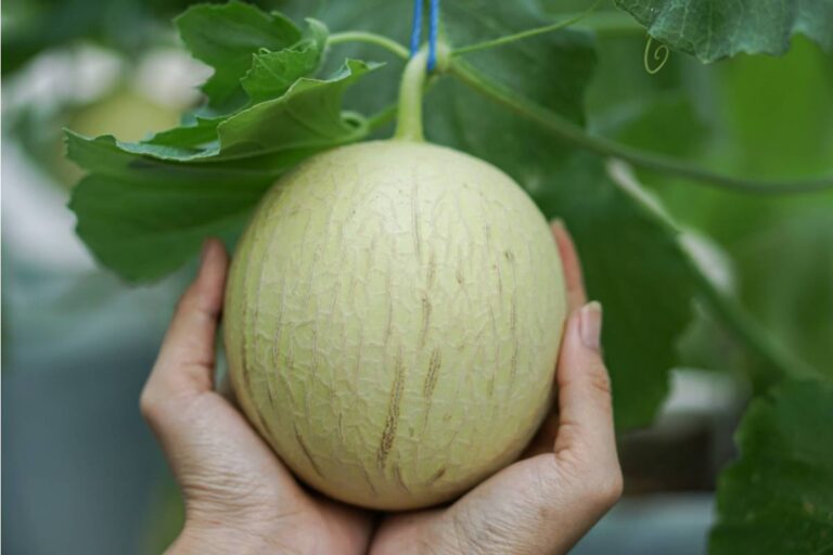 Gardener Says She Spent an Entire Season Growing a Rare Melon Variety, Then Her Husband Picked It Early Thinking It Was Ready, "He Said He Was Just Trying to Help"