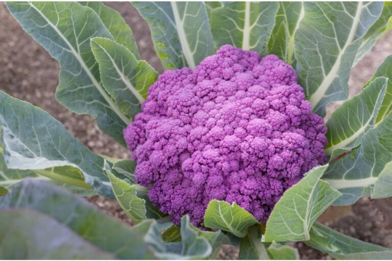 Gardener Says She Spent an Entire Season Growing a Rare Purple Cauliflower Variety, Then Her Husband Pulled It Out Thinking It Was an Overgrown Weed, He Said It Didn't Look Like Food