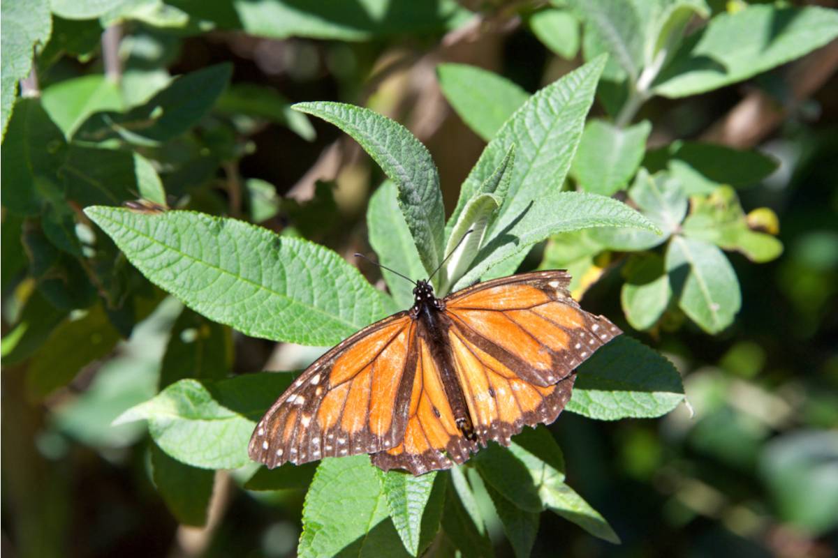Gardener Says She Spent an Entire Season Hand-Raising Monarch Butterflies in Her Garden, Then a Neighbor Sprayed the Milkweed Along the Fence Line Without Warning