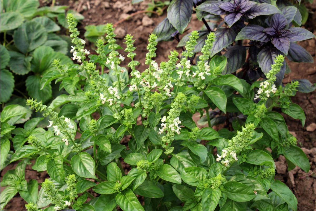 Gardener Says She's Been Growing the Same Basil Plant for Over a Year by Never Letting It Flower, and Most People Throw Theirs Away Too Early