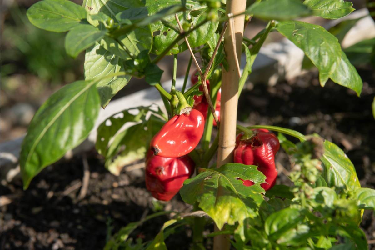 Gardener Says She's Been Growing the Same Pepper Plant for Four Years by Overwintering It Indoors, and Most People Have No Idea a Pepper Can Even Last That Long