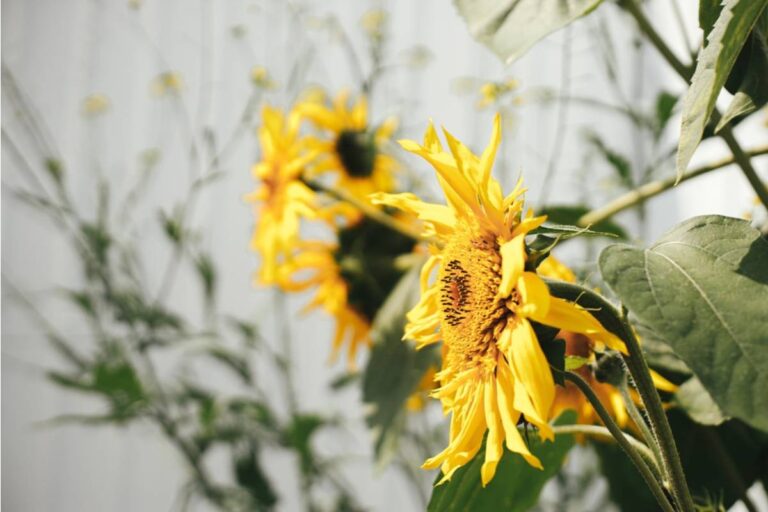 Gardener Says a Neighbor Spent Two Years Complaining Her Sunflowers Were Too Tall, Then Cut Them Down While She Was at Work and Left Them in a Bundle at Her Front Door With No Note