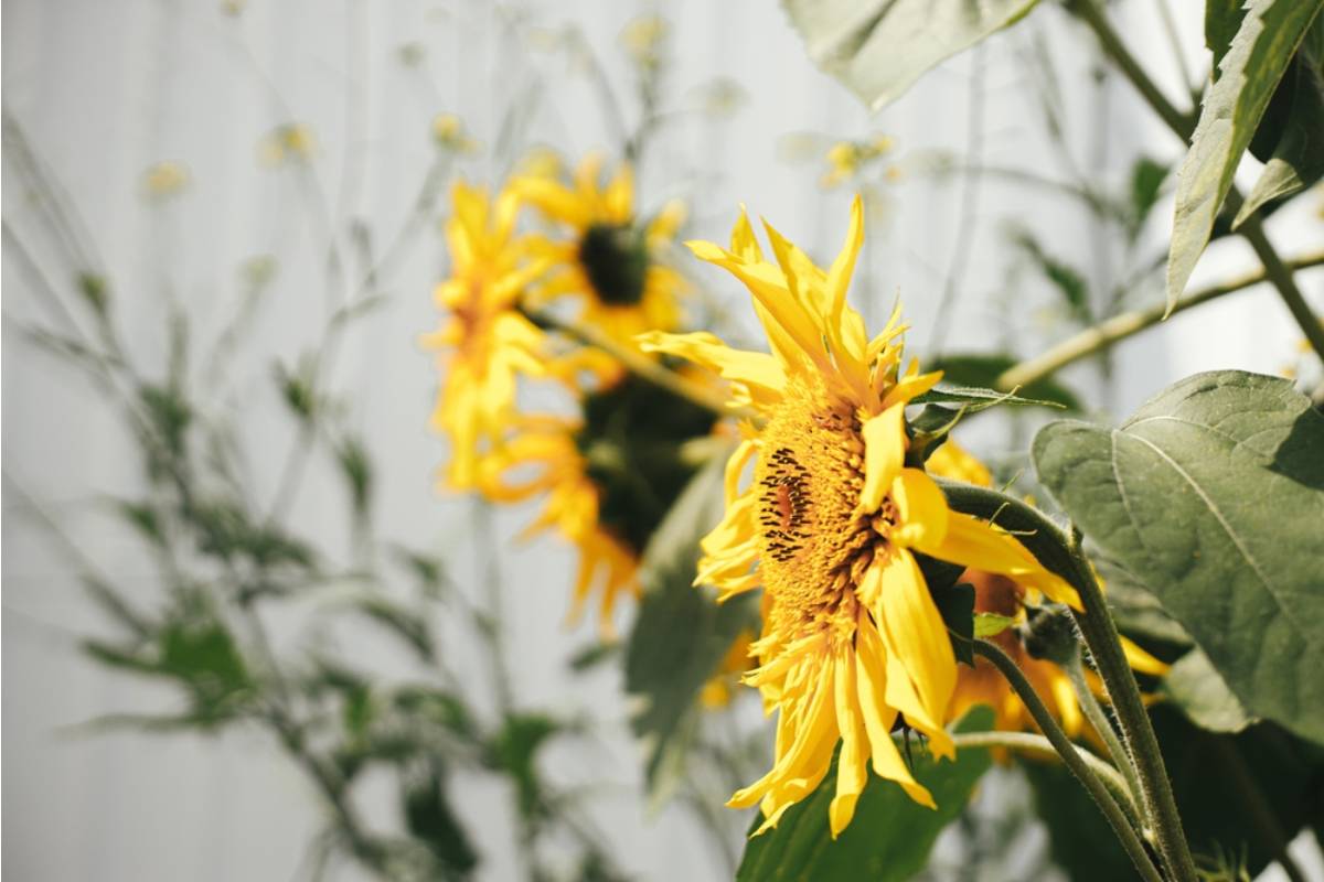 Gardener Says a Neighbor Spent Two Years Complaining Her Sunflowers Were Too Tall, Then Cut Them Down While She Was at Work and Left Them in a Bundle at Her Front Door With No Note