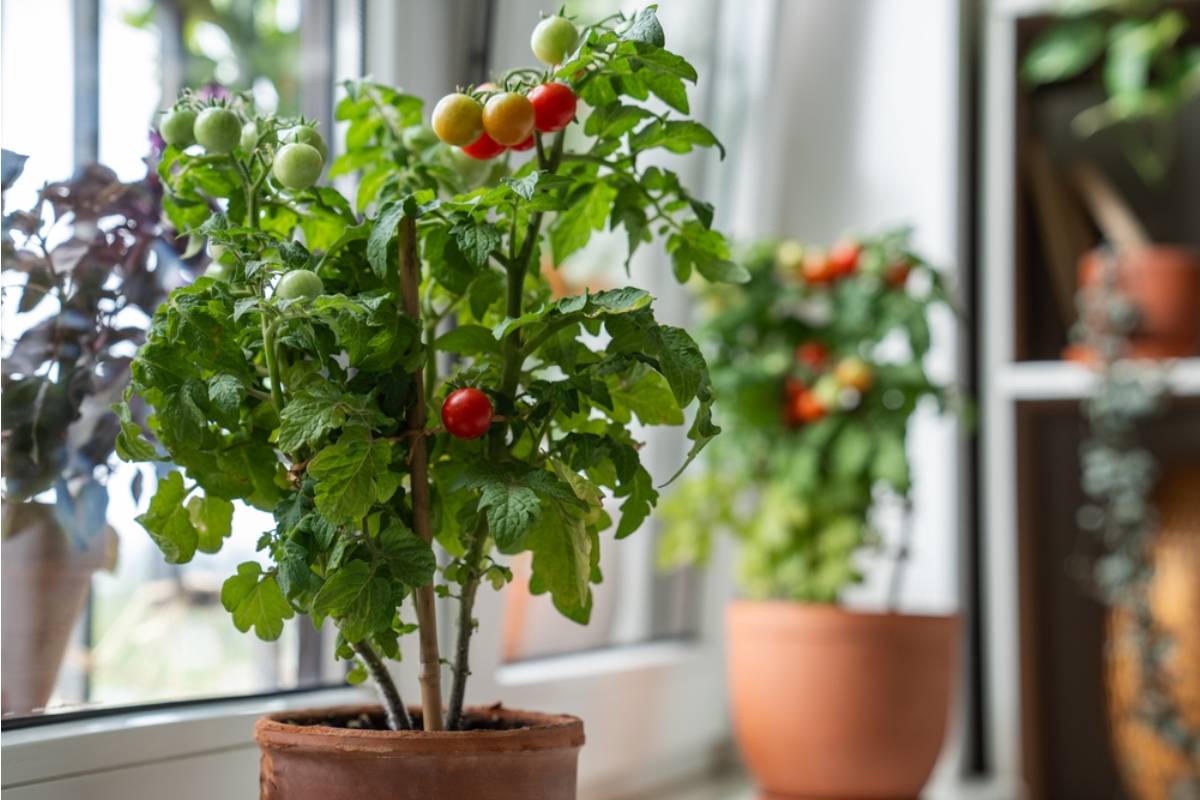 Gardener Says a Neighbor Who Mocked Her Container Garden for Being Too Small Has Not Said a Word Since She Started Harvesting More Than His Full Sized Plot Next Door