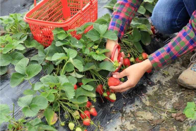 Gardener Says a Neighbor's Visiting Brother Picked an Entire Bowl of Her Strawberries Thinking the Garden Was Communal