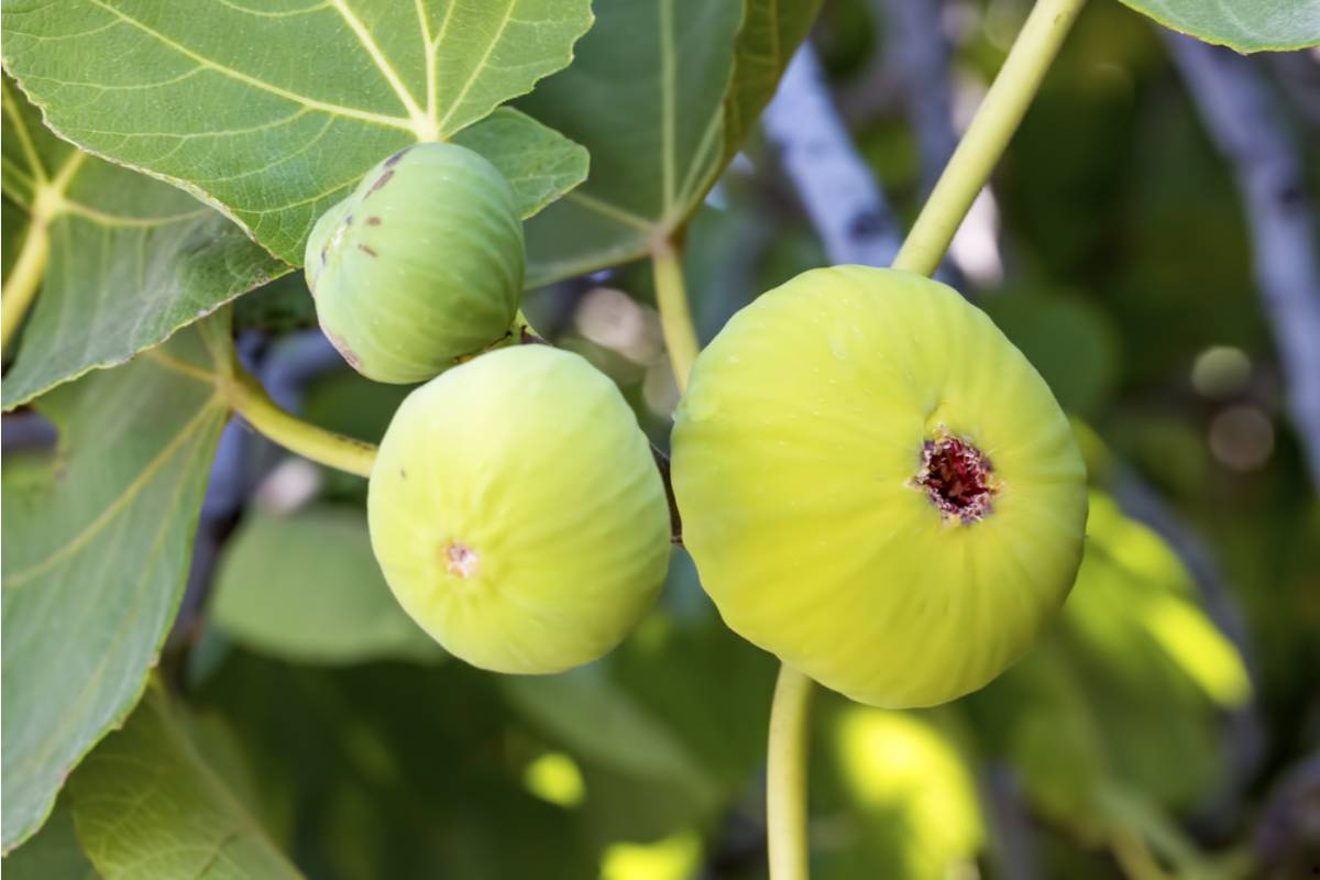 Homeowner Says He Spent Three Years Growing a Rare Fig Tree From a Cutting His Late Father Gave Him, Then His Neighbor's Renovation Crew Pulled It Out Thinking It Was Overgrown Brush