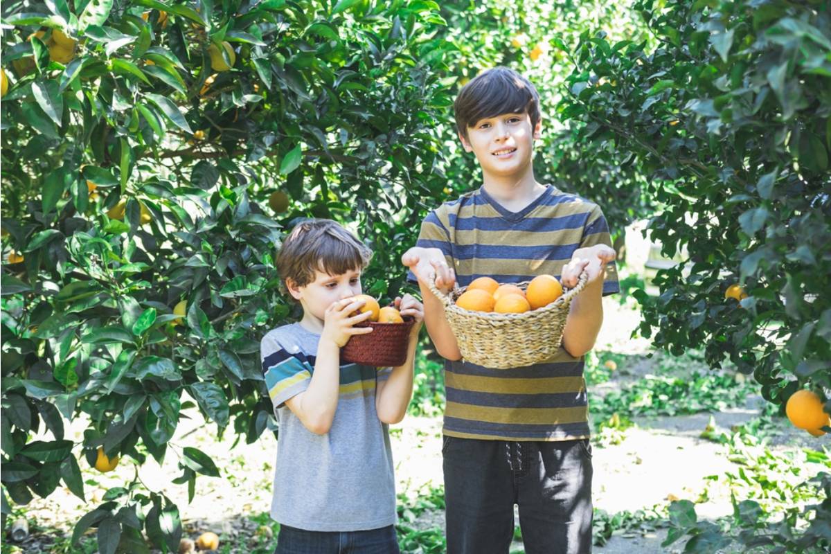 Homeowner Says Her Adult Son Keeps Inviting Friends Over to Pick Fruit From Her Orchard Without Asking, Now She Is Running Out Before She Can Make Her Annual Preserves