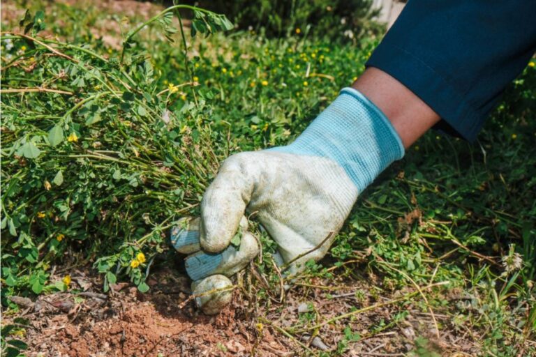 Homeowner Says Her Husband Has Been Secretly Pulling Out Plants He Personally Dislikes Every Time She Goes Away for the Weekend