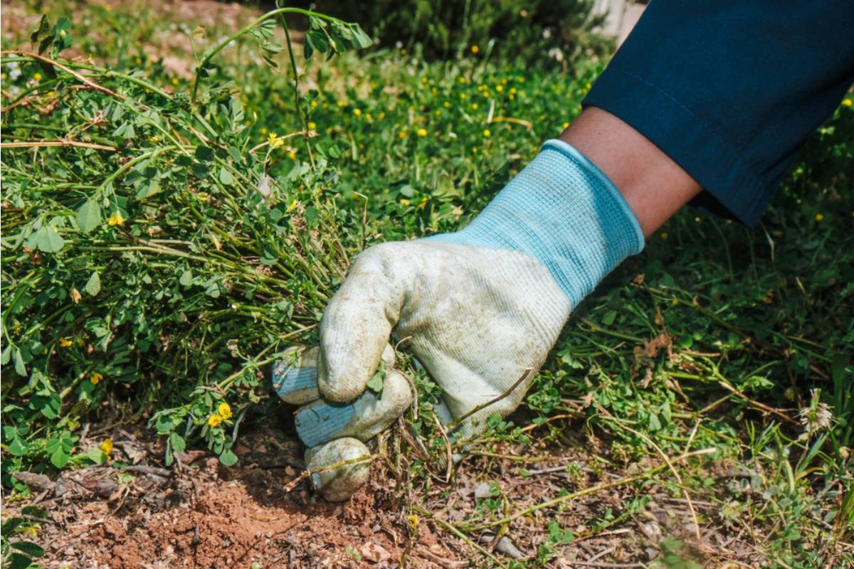 Homeowner Says Her Husband Has Been Secretly Pulling Out Plants He Personally Dislikes Every Time She Goes Away for the Weekend