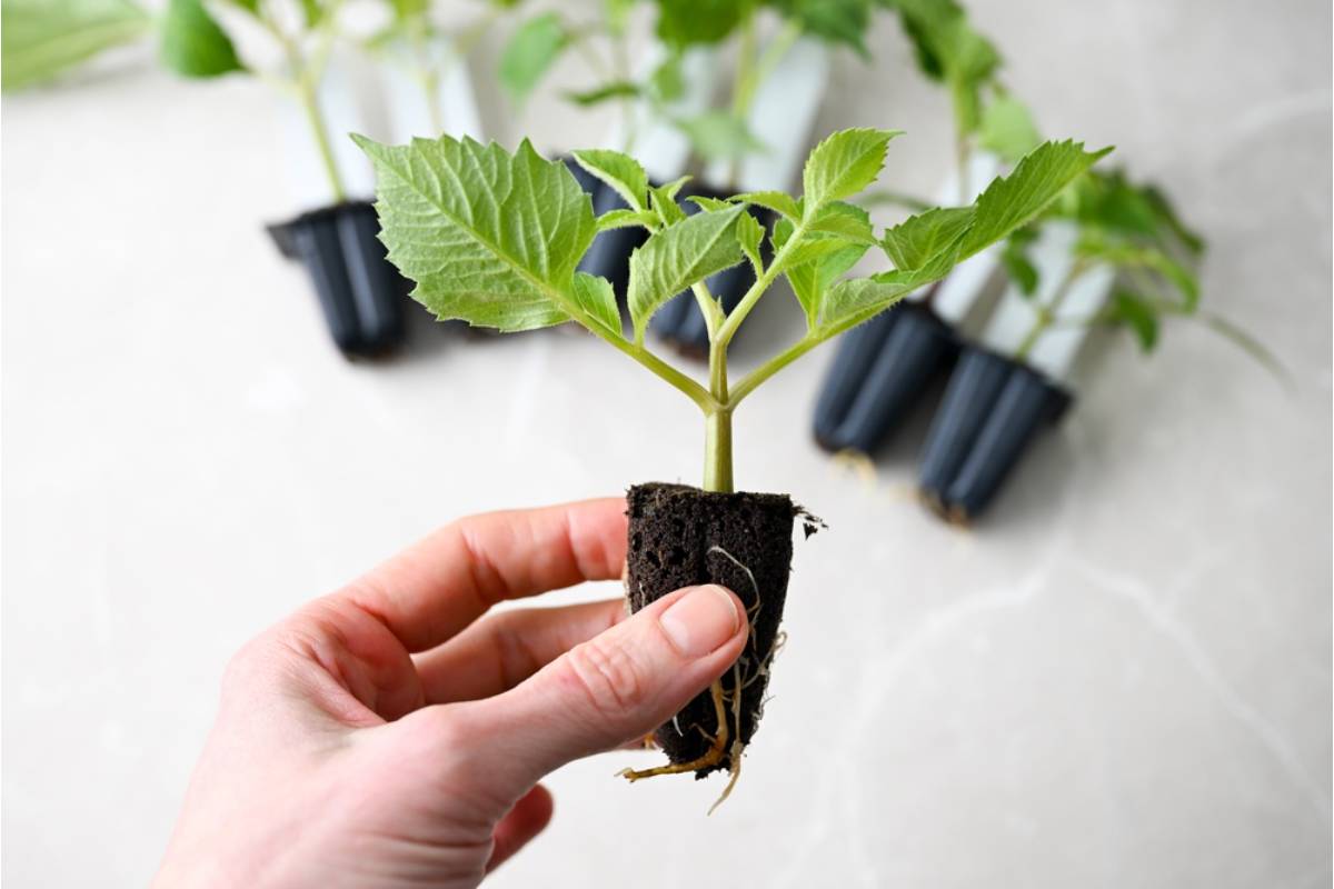Homeowner Says Her Neighbor Borrowed Her Rarest Dahlia Tubers Over Winter for Safekeeping, Then Entered Them in Three Shows Before Returning Them Without Saying a Word