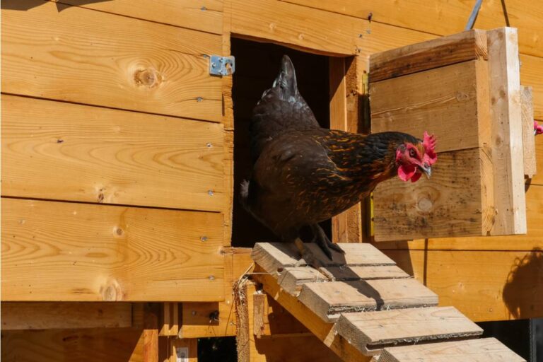 Homeowner Says Her Neighbor Complained About Her Chicken Coop for an Entire Year, Got It Shut Down by the City, Then Started Buying Eggs From Her Black Market Neighbor Down the Street