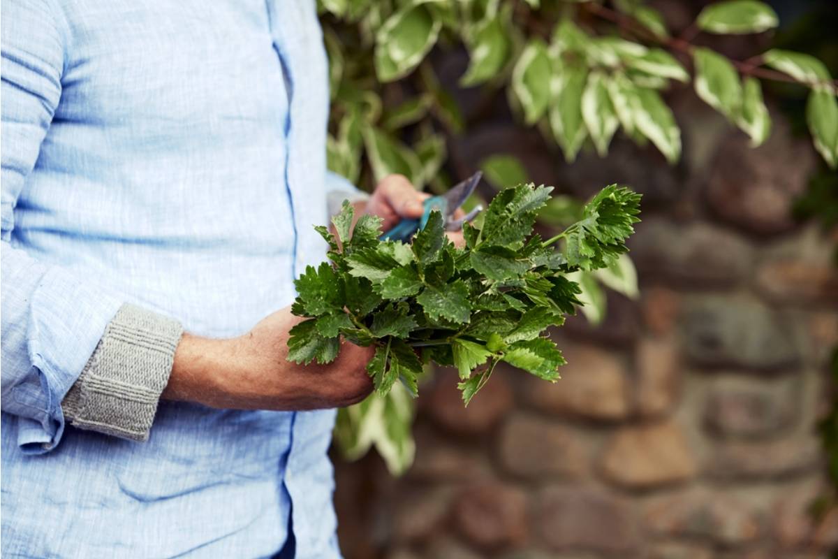 Homeowner Says Her Neighbor Has Been Entering Her Garden Through a Gap in the Fence to Pick Herbs for Two Years, Only Admitting It After a Camera Was Installed