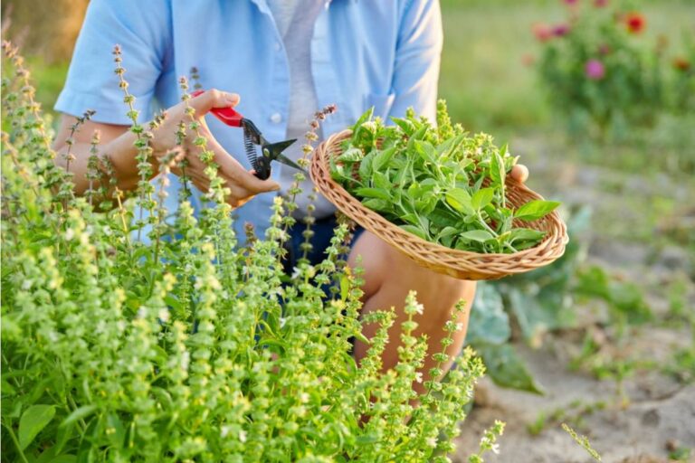 Homeowner Says Her Neighbor Has Been Secretly Harvesting Herbs From the Back Corner of Her Garden for Months, Only Confessing When She Installed a Security Camera