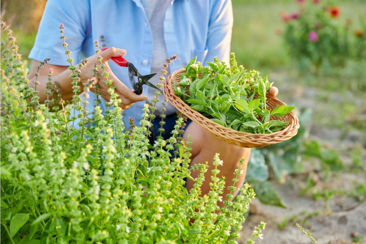Homeowner Says Her Neighbor Has Been Secretly Harvesting Herbs From the Back Corner of Her Garden for Months, Only Confessing When She Installed a Security Camera