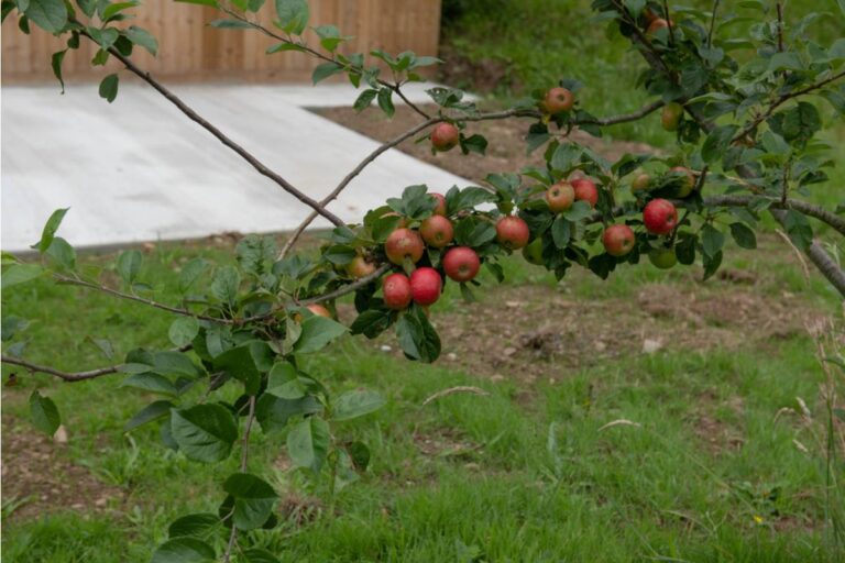 Homeowner Says His Neighbor Convinced Him to Cut Down a Mature Apple Tree Claiming It Was Dropping Fruit on Her Side, Now He Has No Shade and She Has Planted a New Tree in the Same Spot