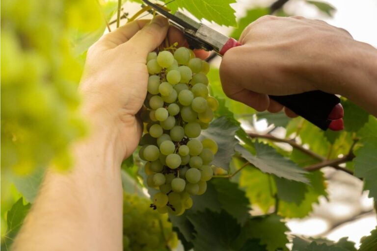 Homeowner Says His Neighbor Convinced Him to Remove His Mature Grape Vine Claiming It Was Attracting Wasps, Now She Has Planted Her Own Grape Vine in the Same Spot Six Months Later