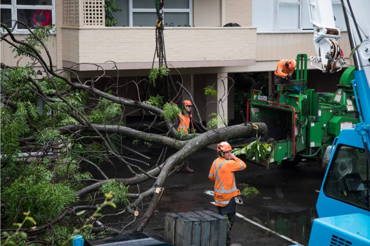 Homeowner Says His Neighbor Convinced Him to Remove a Healthy Shade Tree Claiming It Was Diseased, Now He Has No Protection From the Summer Heat and the Tree Was Fine