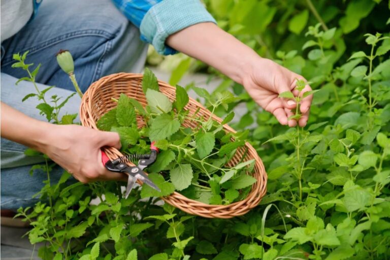 Homeowner Says His Neighbor Has Been Casually Snapping Off Herbs From His Front Garden Every Morning on Her Walk to Work, She Said It Was Just a Pinch Each Time