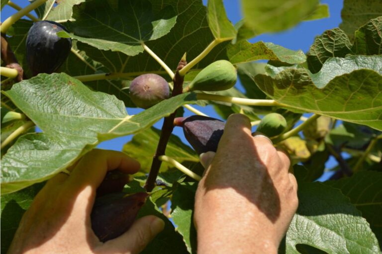 Homeowner Says His Neighbor Has Been Picking Ripe Figs From the Branch That Hangs Over
