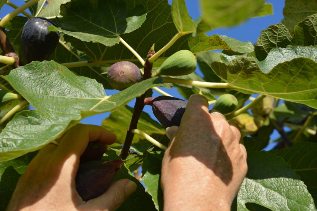 Homeowner Says His Neighbor Has Been Picking Ripe Figs From the Branch That Hangs Over
