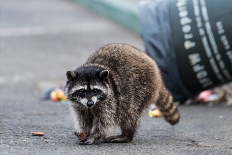 Homeowner Says His Neighbor Keeps Insisting His Compost Bin Attracts Raccoons, Then Was Caught on Camera Opening It Himself to Dispose of His Own Kitchen Scraps