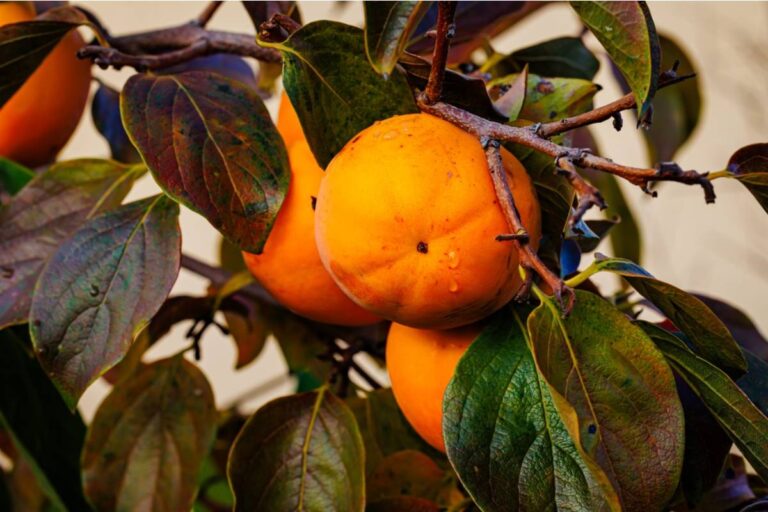 Homeowner Says His Neighbor Kept Complaining His Fruit Trees Were Dropping Onto Her Side, Then Started Collecting the Fallen Fruit Every Morning Before He Could Get to It