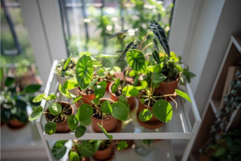 Homeowner Says His Neighbor Pretended to Admire His Rare Plant Collection for Years, Then He Found Every Single Variety Listed on Her Etsy Shop After She Asked for a "Quick Tour"