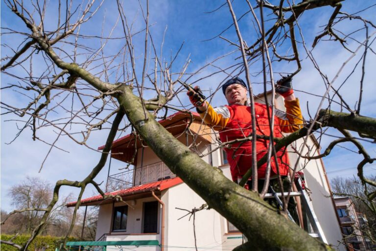 Homeowner Says His New Neighbor Immediately Asked Him to Remove a Tree That Has Been in His Yard for Over Thirty Years