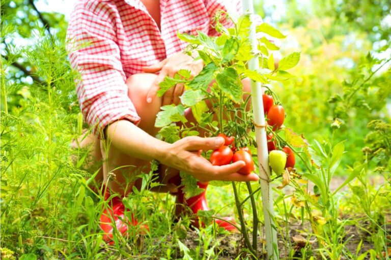 Most Gardeners Throw Away the One Part of the Tomato Plant That Actually Improves Next Year's Harvest