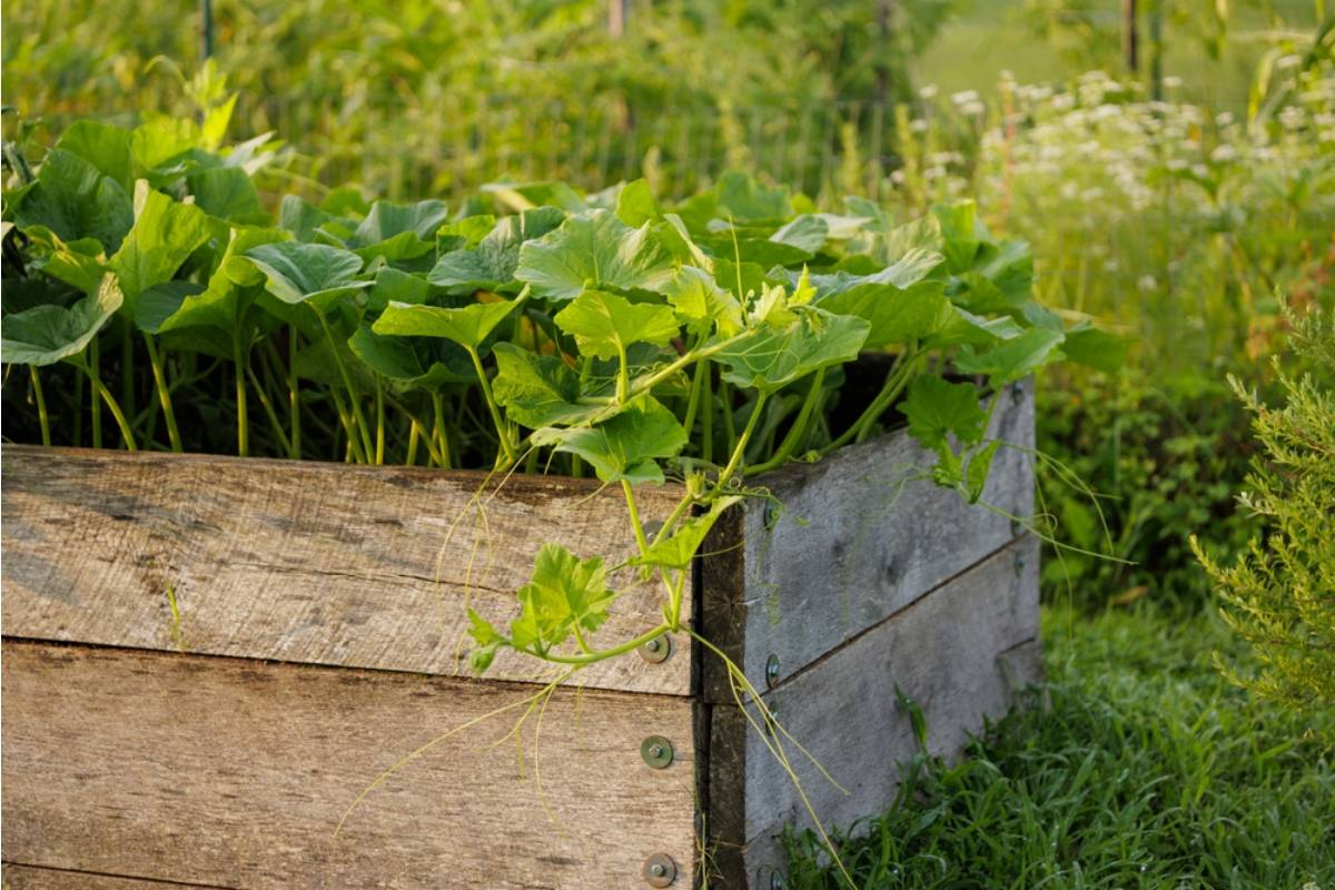 Nobody Tells New Gardeners What Actually Happens to Raised Beds When the Wood Finally Starts to Rot From the Inside